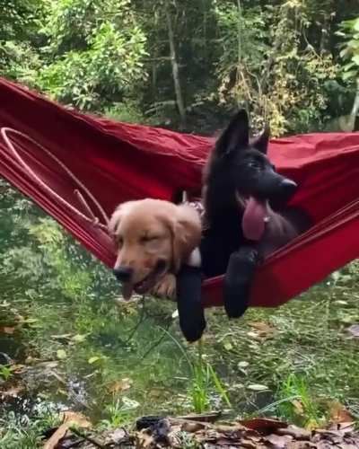 Swinging Beauties