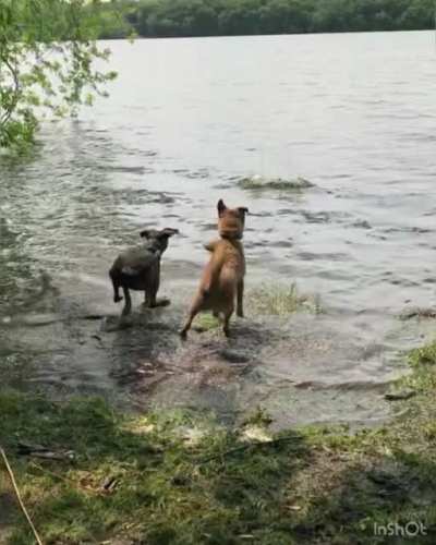 One dog always “wins” at fetch. The other dog has swam at this spot before and knows where the drop-off is.