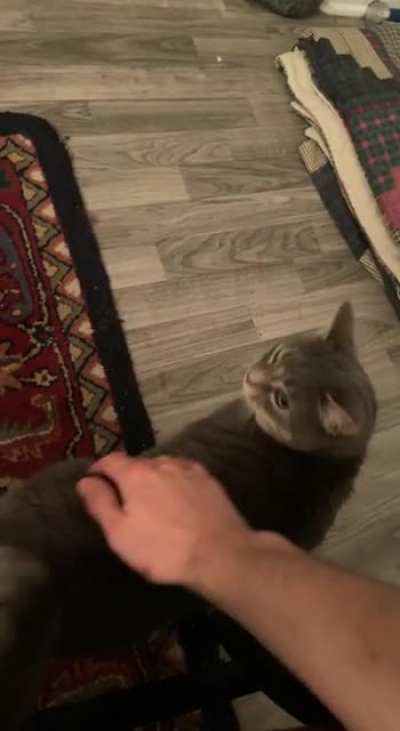 Roommate’s Cat is NOT friendly