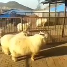 Jackie Shaun the Sheep