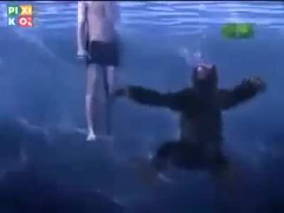 chimp