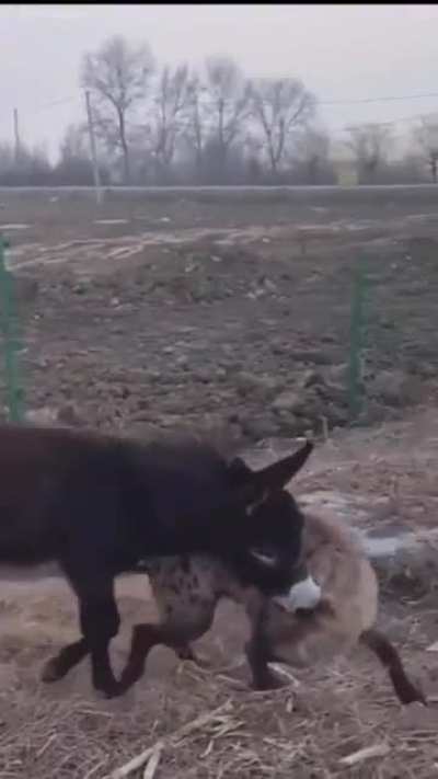 HMRB Donkey whooping Hyena’s ass