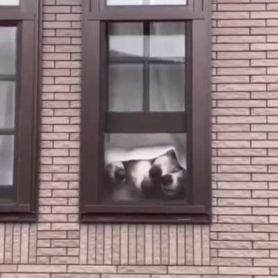 The best window decor