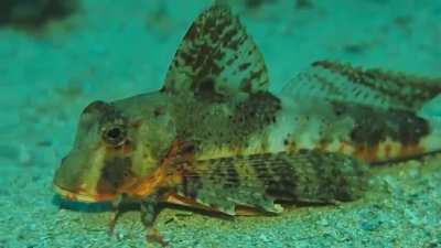 The Sea Robin, or a Nigthmarecrawler if you will