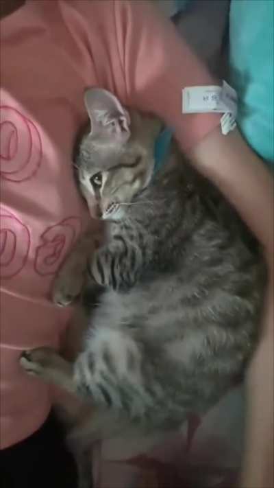 Sideway Cat
