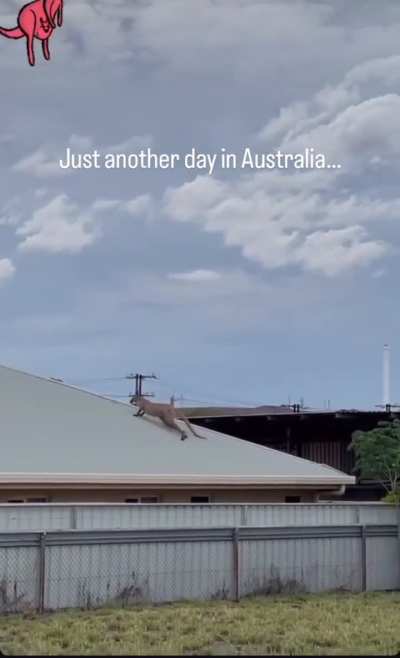 Crazy Kangaroo 