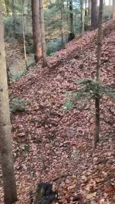 Nice walk in the woods