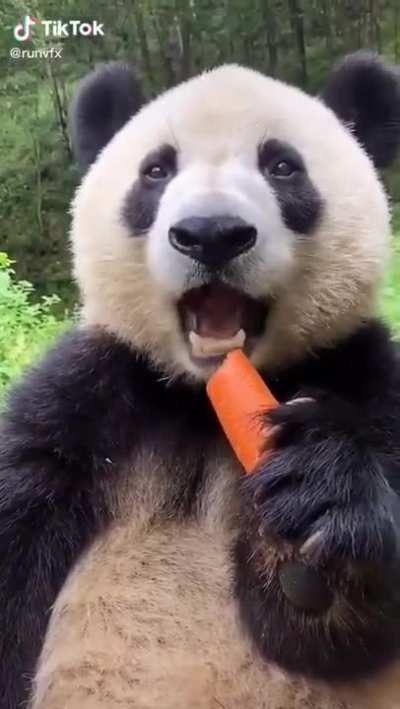 Cute Panda eating a carrot