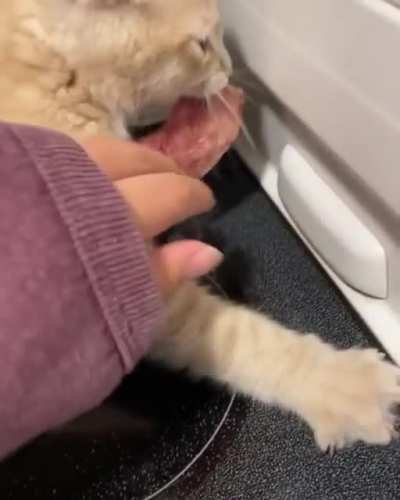Cat was ready to throw hands for that piece of meat