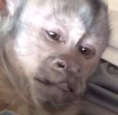 Capuchin tickle