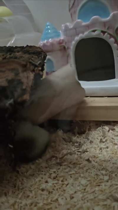 hamsters