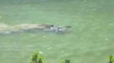 Not something you want to see while fishing