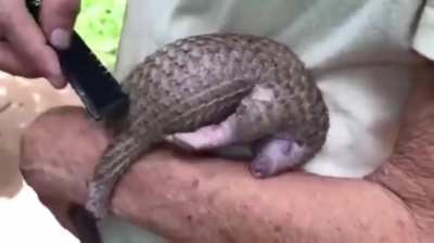 Pangolin pup loves scritches