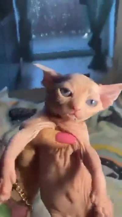 moldy yoda