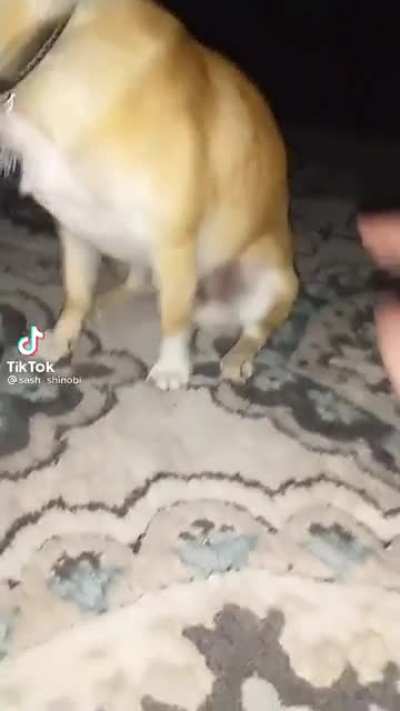 Can i touch that Badonkadonk fool