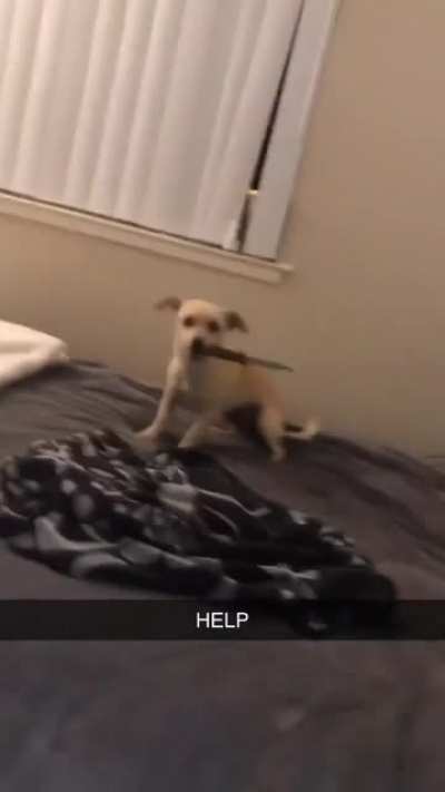 Deadly Dog 🔪🔪🔪