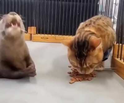 Who steal my lunch !