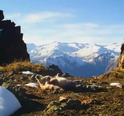 A rare sighting of an Andean Mountain Cat