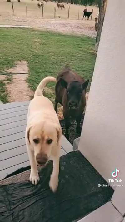 Ma, I brought a friend