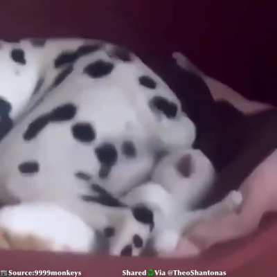 PoOr KiTtEn BeAt To DeAtH