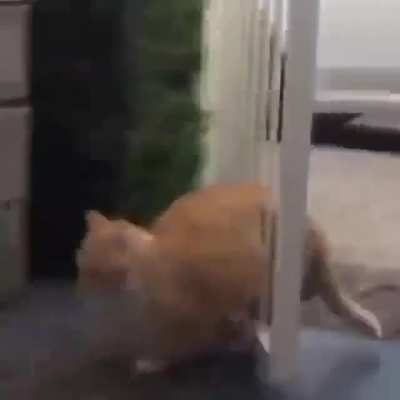 Oh lawd he comin