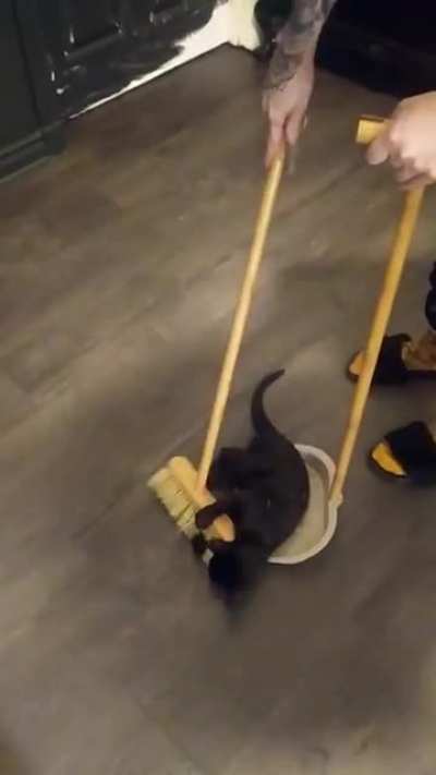 CLEAN UP CAT (don't judge my walls I'm decorating!)