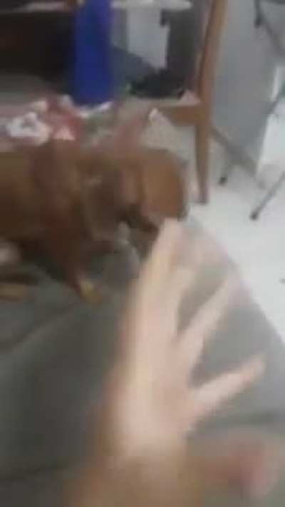 cachorro burro