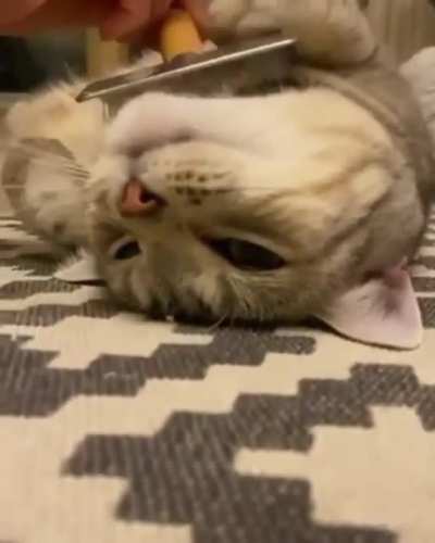 Beautiful Catto