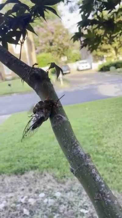Cicada Killer Wasps are assholes