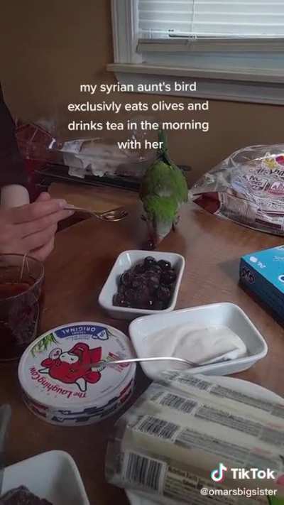 Based Syrian Parrot