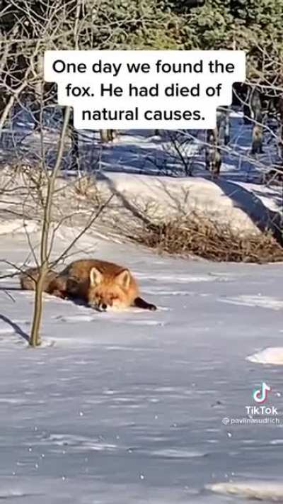 The Fox and the Hound