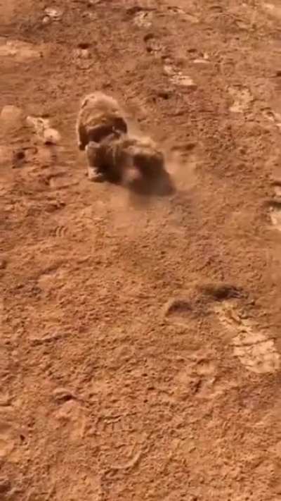 Жизнь на Марсе. Доказательство. Марсианский Пёсель!
