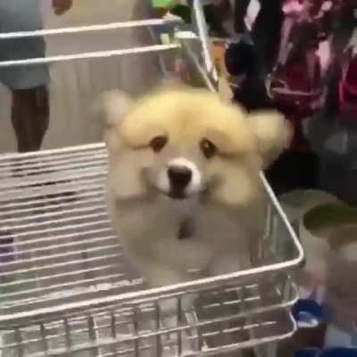 Buy me everything!