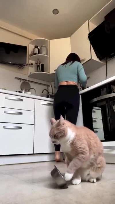 Cat food protest