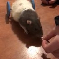 I've been 3D printing rat wheelchairs for some of my local rescues. <3