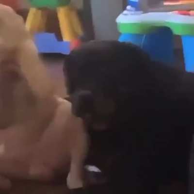 Not just humans!