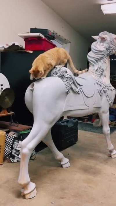 Любоп<wbr>ытный Котик
