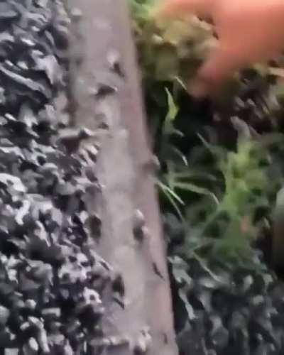 My new favourite sound (reposted because I’m a idiot and accidentally deleted it)