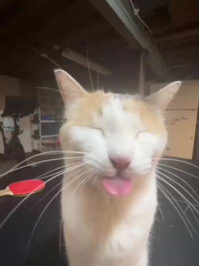 Wunkus cat