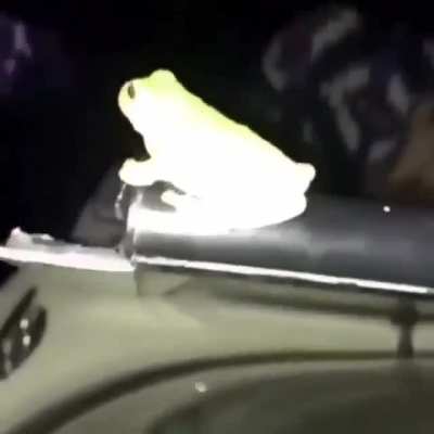 🐸