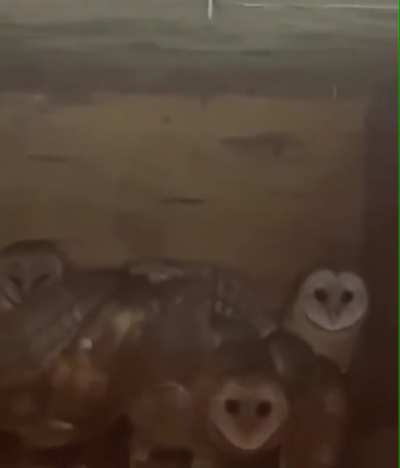 There was a weird sound in my cottage... I went to see and:
