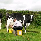 Milking a cow