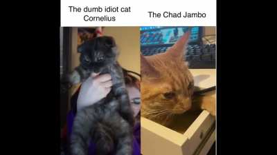Jambo Supremacy
