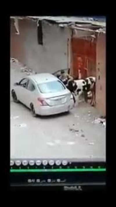 Stupid Egyptian thieves