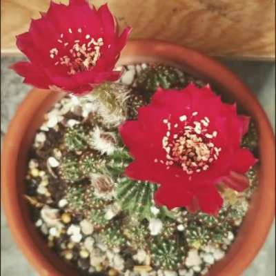 This is my lobivia plant. This flower has a lifespan of 1 day, blooms in the morning at 8am and by the next day will die, this is when it is most brilliant. 😊😊😊