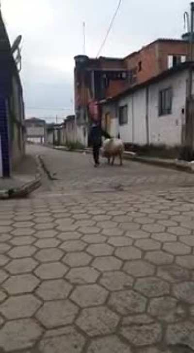 quem precisa de uma moto quando se tem um porco 🐖