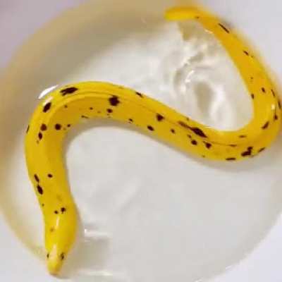 Banana eel. Enough said