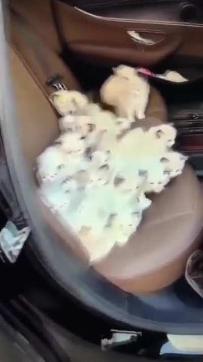 looking for a cat?