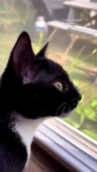 A cat who speaks Morse code