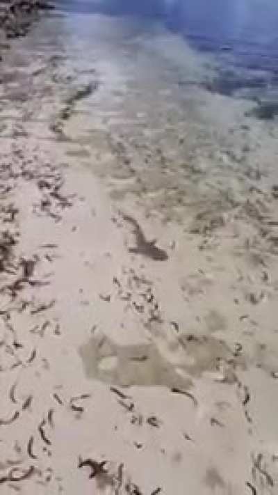 Just a fish fishing